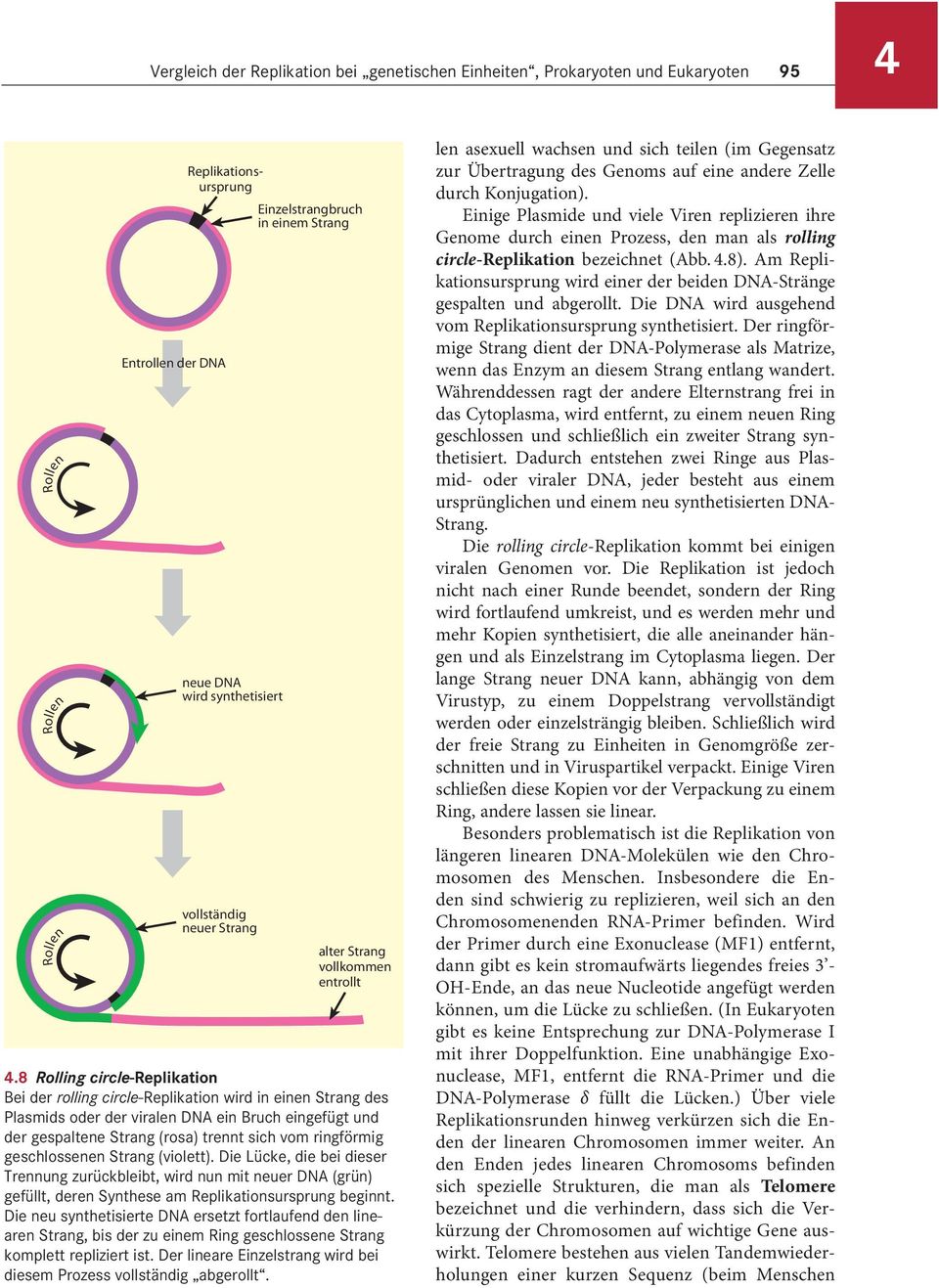 8 Rolling circle-replikation Bei der rolling circle-replikation wird in einen Strang des Plasmids oder der viralen DNA ein Bruch eingefügt und der gespaltene Strang (rosa) trennt sich vom ringförmig