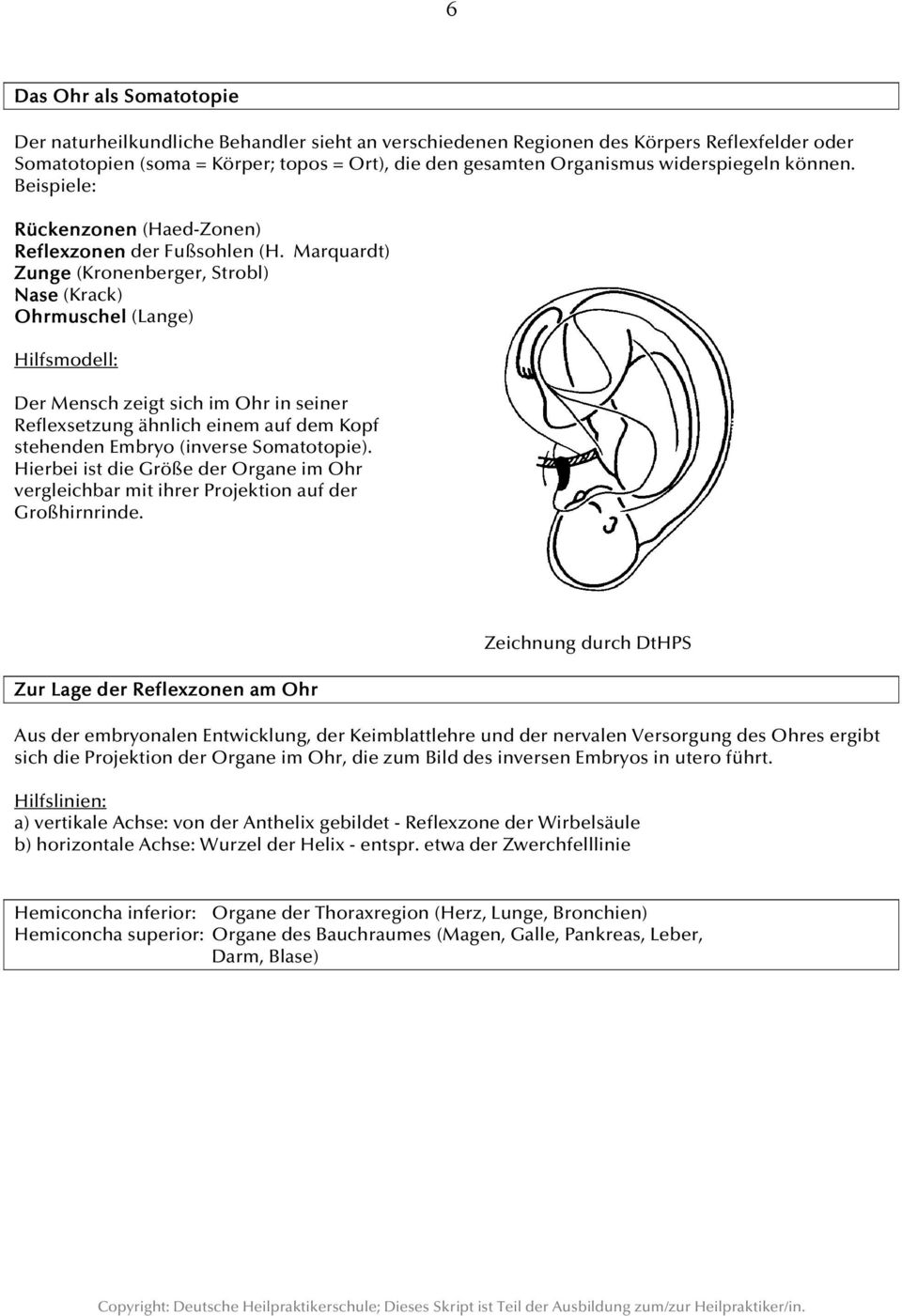 Marquardt) Zunge (Kronenberger, Strobl) Nase (Krack) Ohrmuschel (Lange) Hilfsmodell: Der Mensch zeigt sich im Ohr in seiner Reflexsetzung ähnlich einem auf dem Kopf stehenden Embryo (inverse