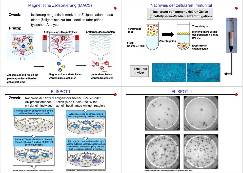 Thrombozyten Mononukleäre Zellen des peripheren Blutes (PBMC) Erythrozyten Granulozyten Zellgemisch mit Ak, an die paramagnetische Partikel gekoppelt sind Magnetisch markierte Zellen werden