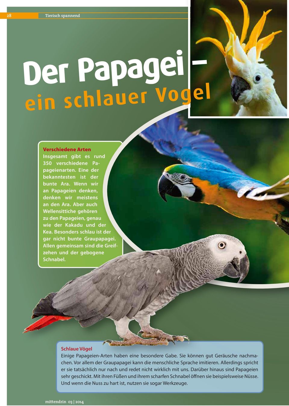Allen gemeinsam sind die Greifzehen und der gebogene Schnabel. Schlaue Vögel Einige Papageien-Arten haben eine besondere Gabe. Sie können gut Geräusche nachmachen.