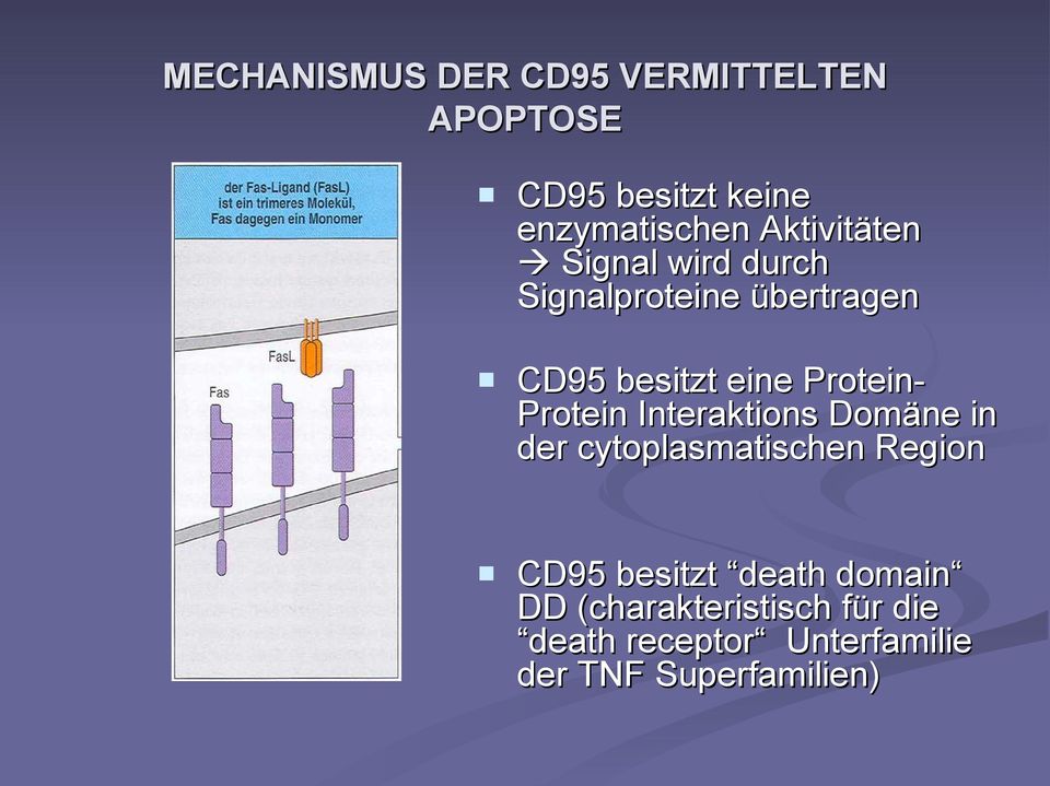 ProteinProtein Interaktions Domäne in der cytoplasmatischen Region CD95 besitzt
