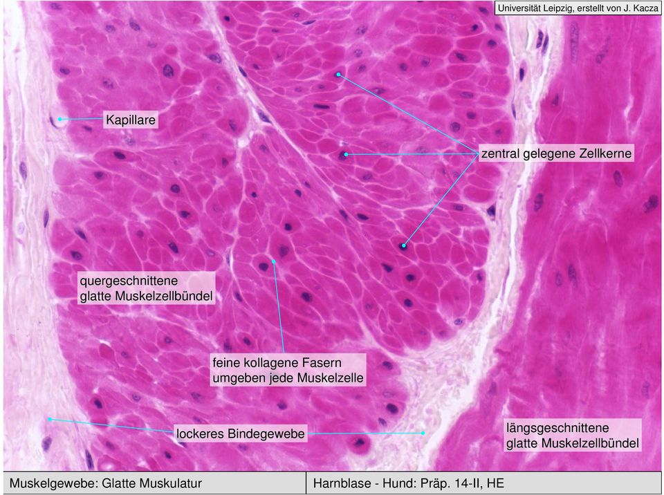 Muskelzelle lockeres Bindegewebe längsgeschnittene glatte