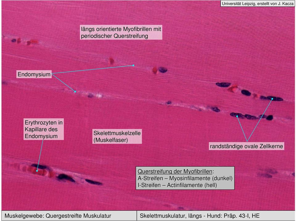 Querstreifung der Myofibrillen: A-Streifen Myosinfilamente (dunkel) I-Streifen