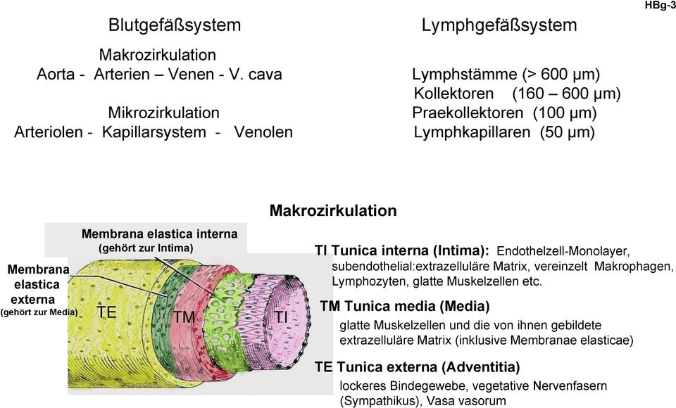 externa (gehört zur Media) Membrana elastica interna (gehört zur Intima) TE TM Makrozirkulation TI TI Tunica interna (Intima): Endothelzell-Monolayer, subendothelial:extrazelluläre
