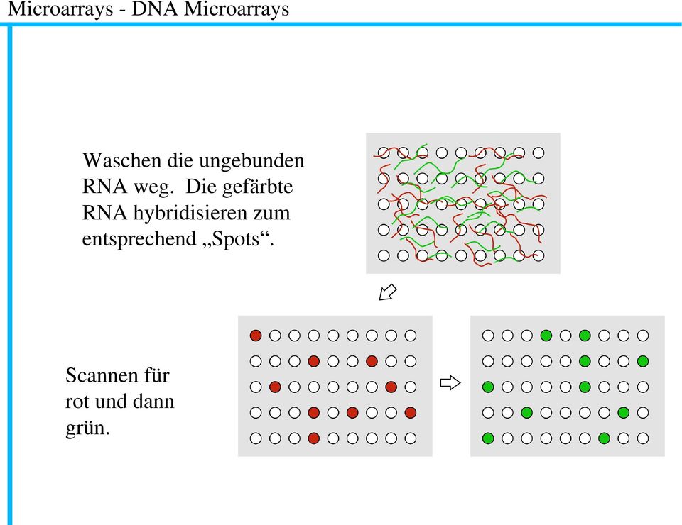 Die gefärbte RNA hybridisieren zum