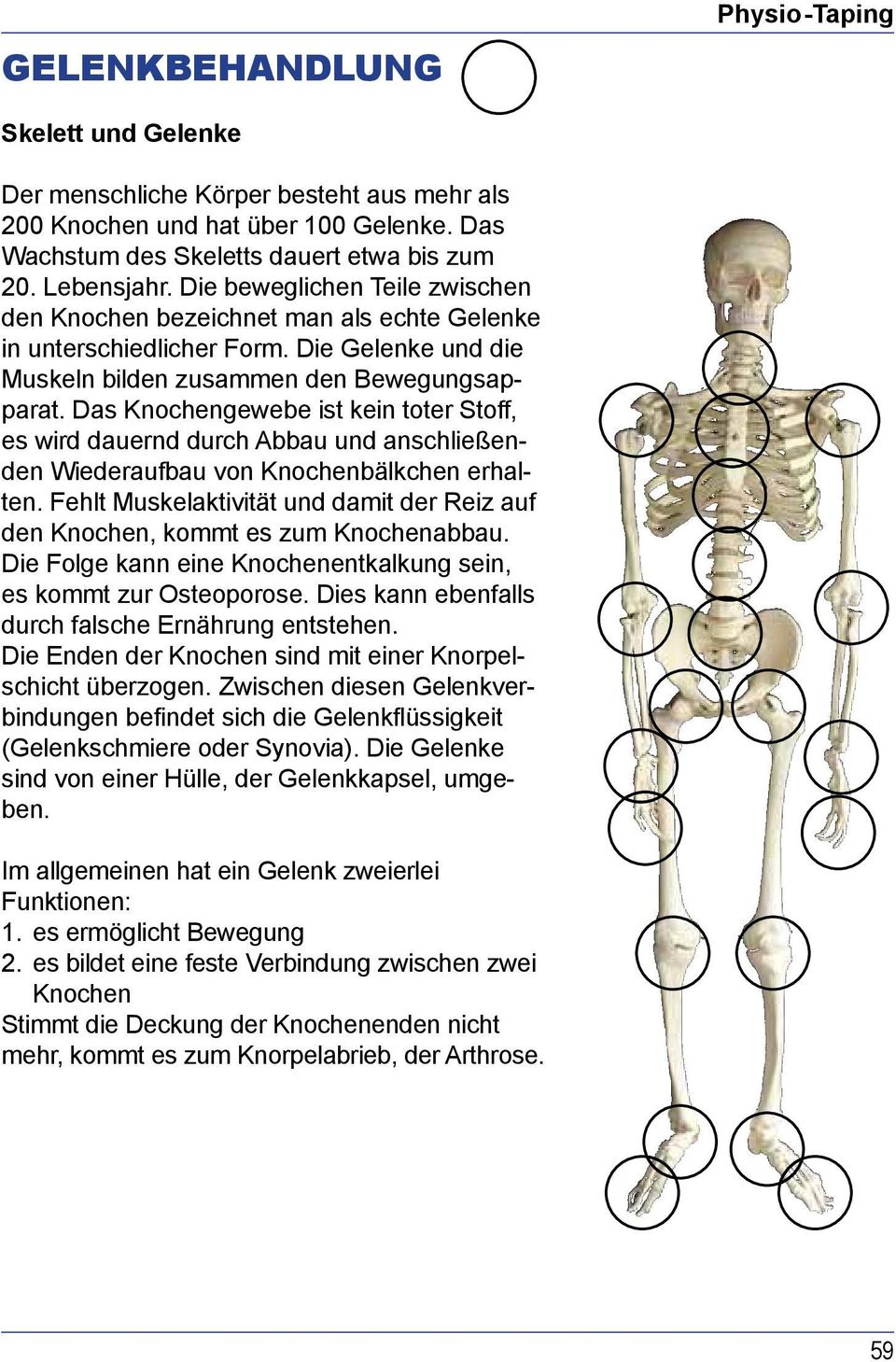 Das Knochengewebe ist kein toter Stoff, es wird dauernd durch Abbau und anschließenden Wiederaufbau von Knochenbälkchen erhalten.