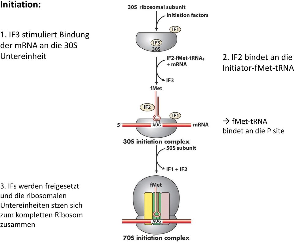 IF2 bindet an die Initiator-fMet-tRNA fmet-trna bindet an