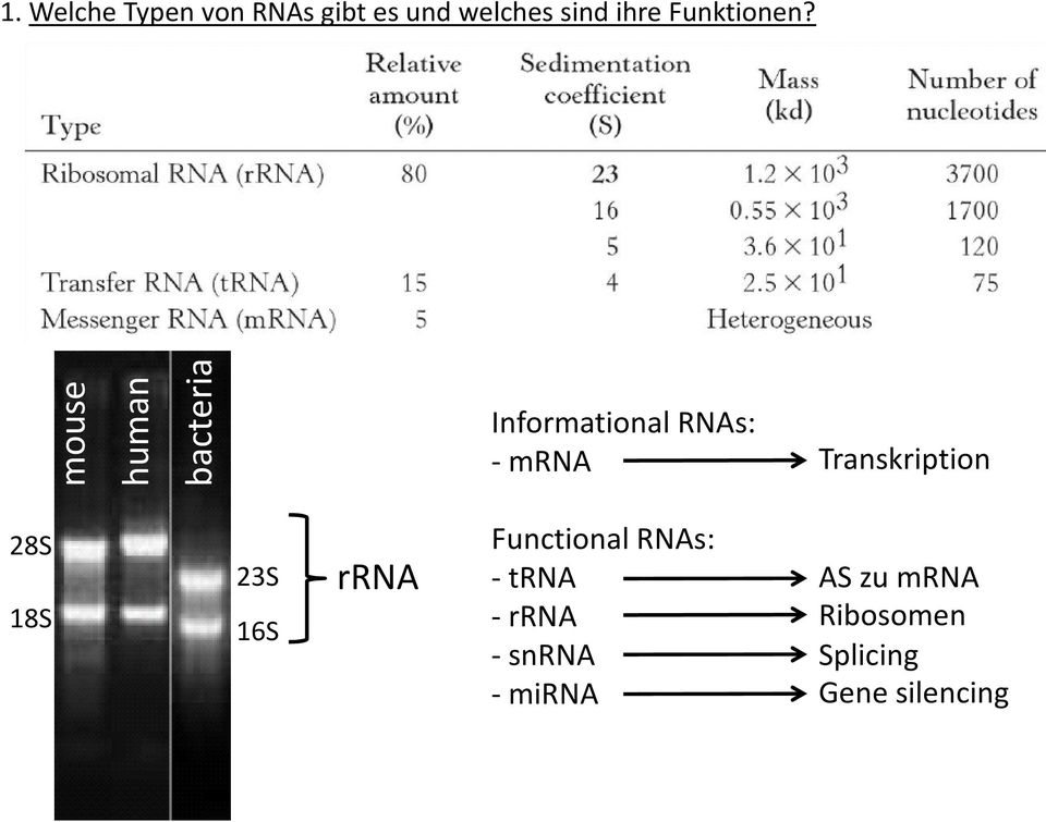 mouse human bacteria Informational RNAs: -mrna