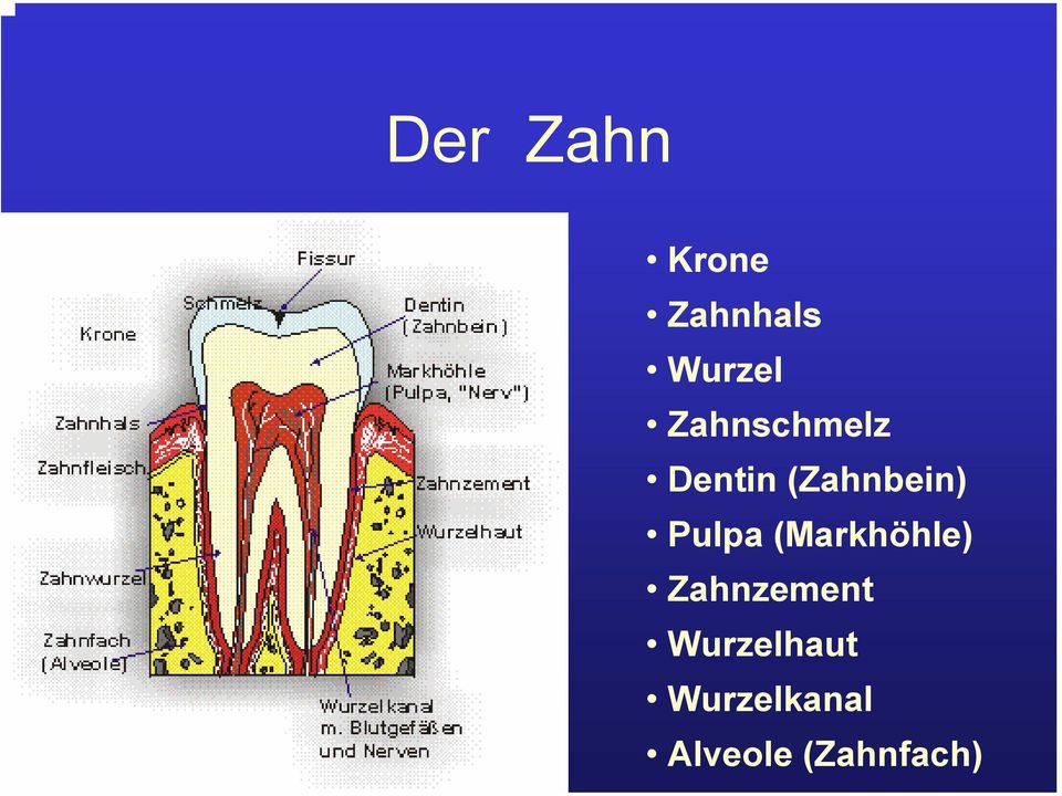 Pulpa (Markhöhle) Zahnzement