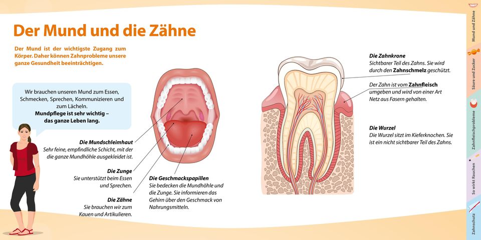 Die Zähne Sie brauchen wir zum Kauen und Artikulieren. Die Geschmackspapillen Sie bedecken die Mundhöhle und die Zunge. Sie informieren das Gehirn über den Geschmack von Nahrungsmitteln.