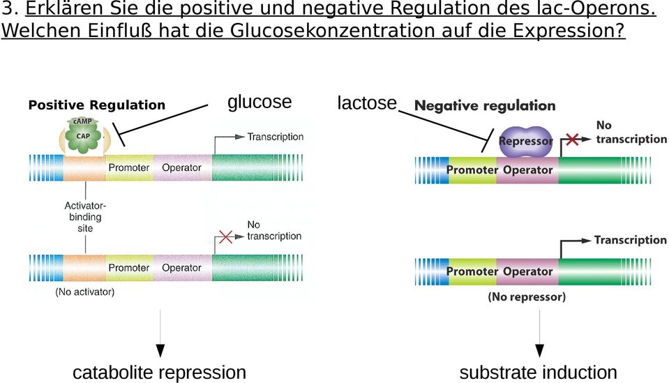 Welchen Einfluß hat die Glucosekonzentration auf die