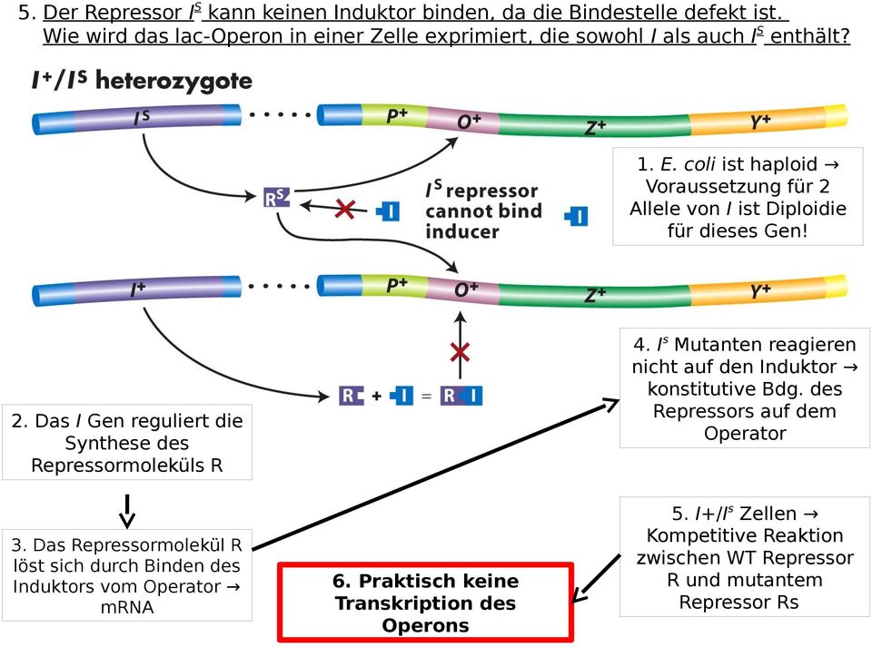 coli ist haploid Voraussetzung für 2 Allele von I ist Diploidie für dieses Gen! 4. Is Mutanten reagieren nicht auf den Induktor konstitutive Bdg.