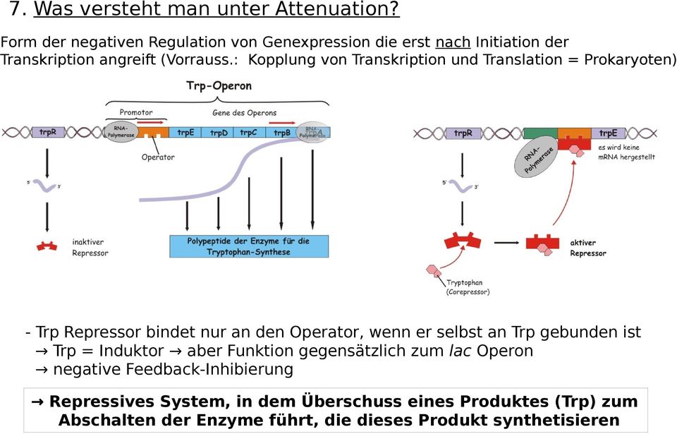 : Kopplung von Transkription und Translation = Prokaryoten) - Trp Repressor bindet nur an den Operator, wenn er selbst an Trp
