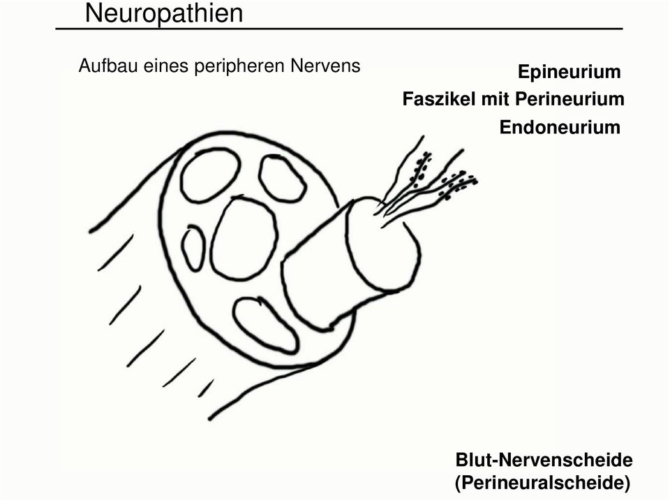 Faszikel mit Perineurium