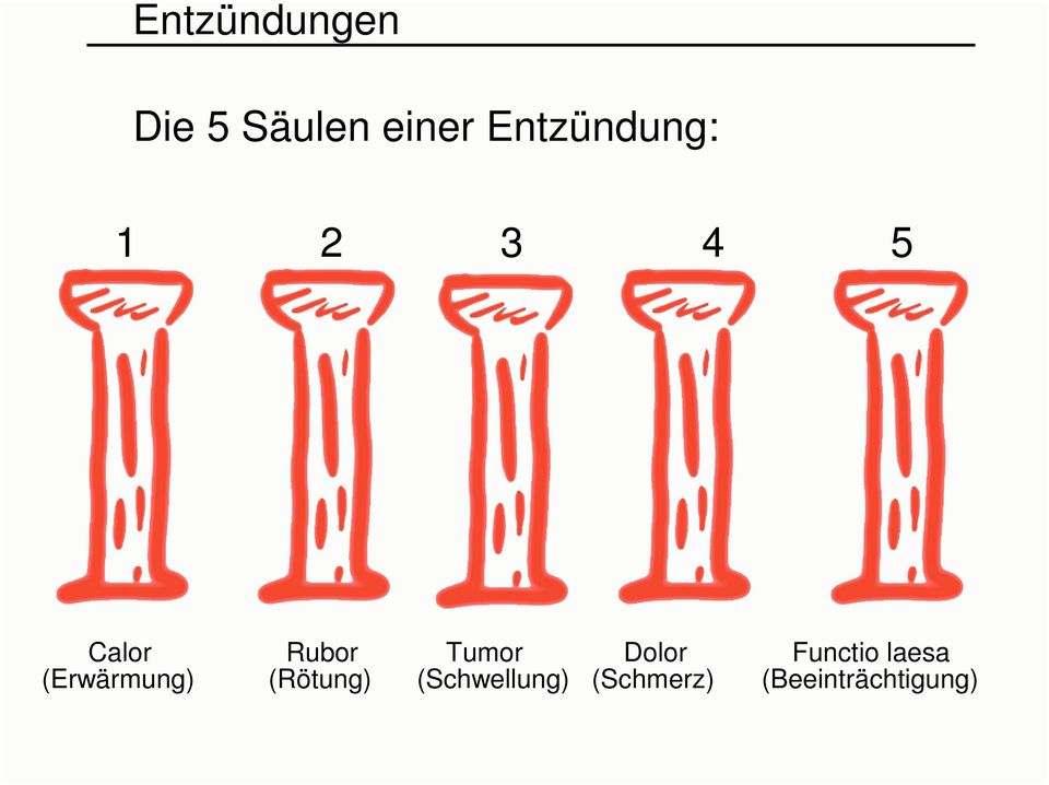 (Erwärmung) Rubor (Rötung) Tumor