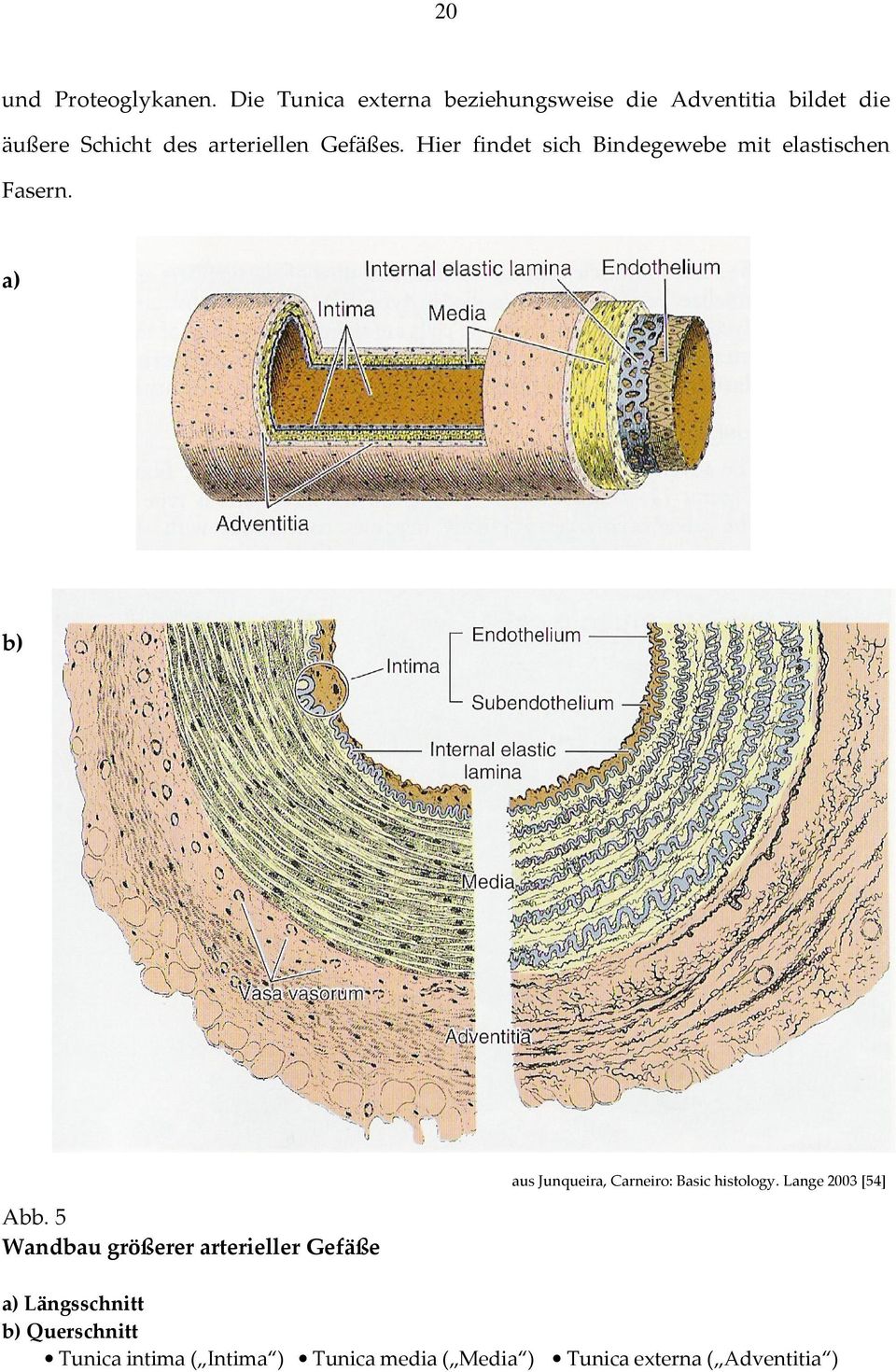 Gefäßes. Hier findet sich Bindegewebe mit elastischen Fasern. a) b) Abb.