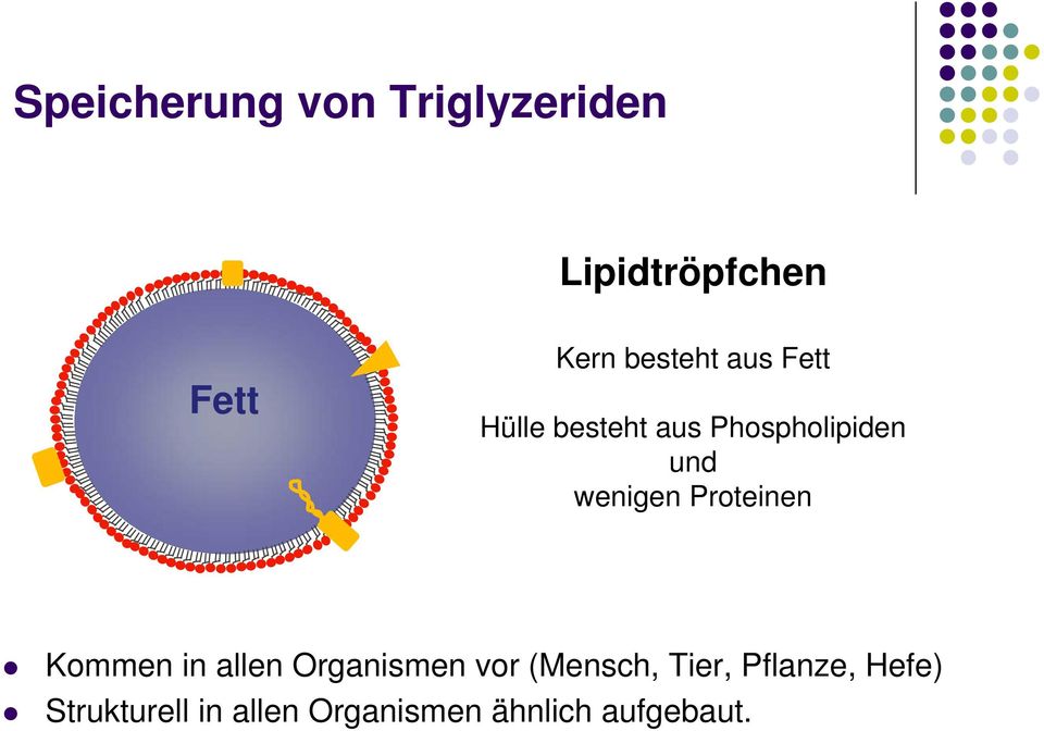 wenigen Proteinen Kommen in allen Organismen vor (Mensch,