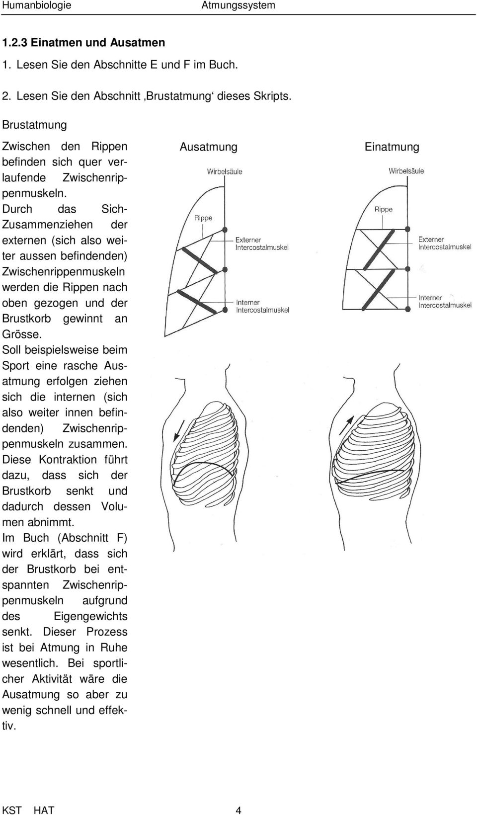 Durch das Sich- Zusammenziehen der externen (sich also weiter aussen befindenden) Zwischenrippenmuskeln werden die Rippen nach oben gezogen und der Brustkorb gewinnt an Grösse.
