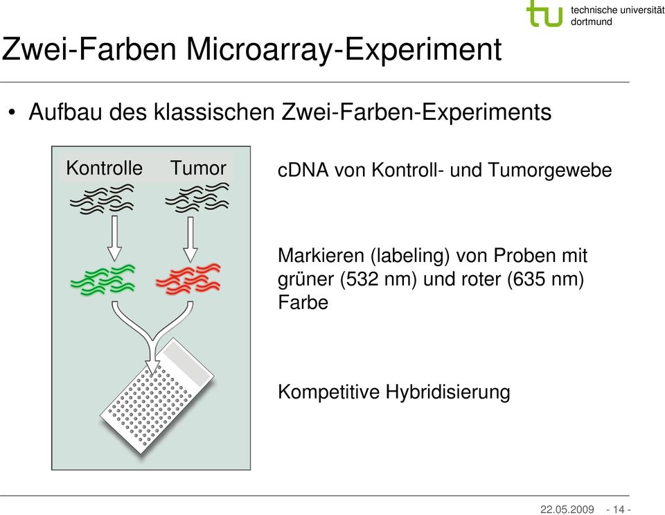 Tumorgewebe Markieren (labeling) von Proben mit grüner (532