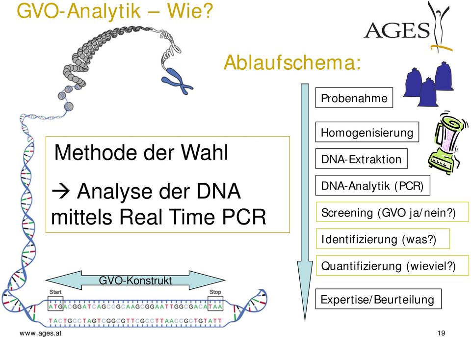 Real Time PCR GVO-Konstrukt Homogenisierung DNA-Extraktion