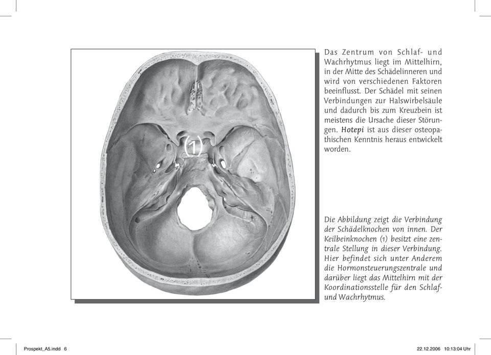 Hotepi ist aus dieser osteopathischen Kenntnis heraus entwickelt worden. Die Abbildung zeigt die Verbindung der Schädelknochen von innen.