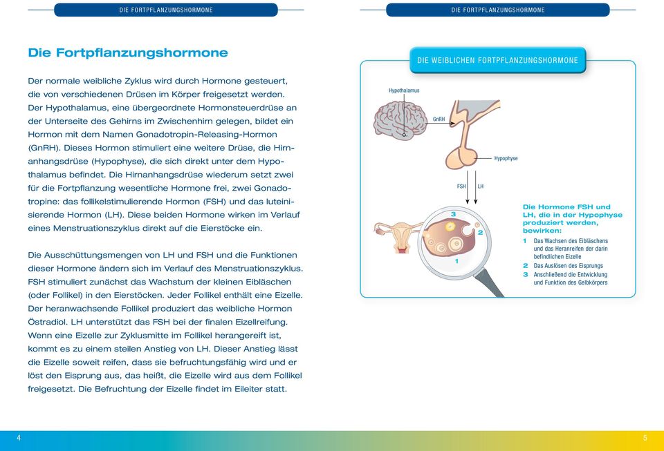 Hypothalamus Der Hypothalamus, eine übergeordnete Hormon steuerdrüse an der Unterseite des Gehirns im Zwischenhirn gelegen, bildet ein GnRH Hormon mit dem Namen Gonadotropin-Releasing-Hormon (GnRH).