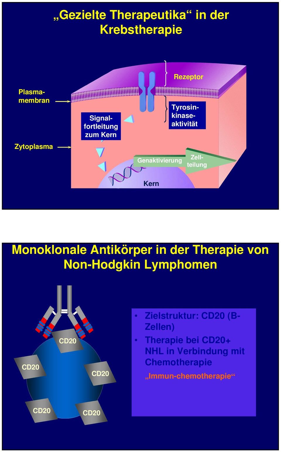 Antikörper in der Therapie von Non-Hodgkin Lymphomen CD20 CD20 CD20 Zielstruktur: CD20