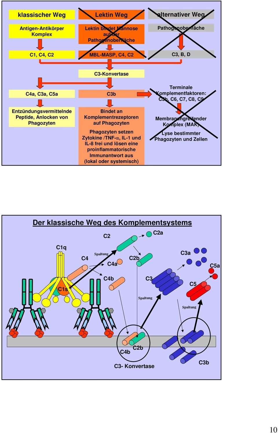 und IL-8 frei und lösen eine proinflammatorische Immunantwort aus (lokal oder systemisch) Terminale Komplementfaktoren: C5b, C6, C7, C8, C9 Membranangreifender Komplex (MAK)