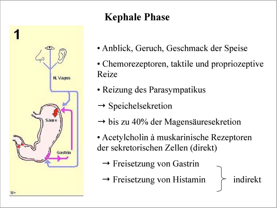 40% der Magensäuresekretion Acetylcholin à muskarinische Rezeptoren der