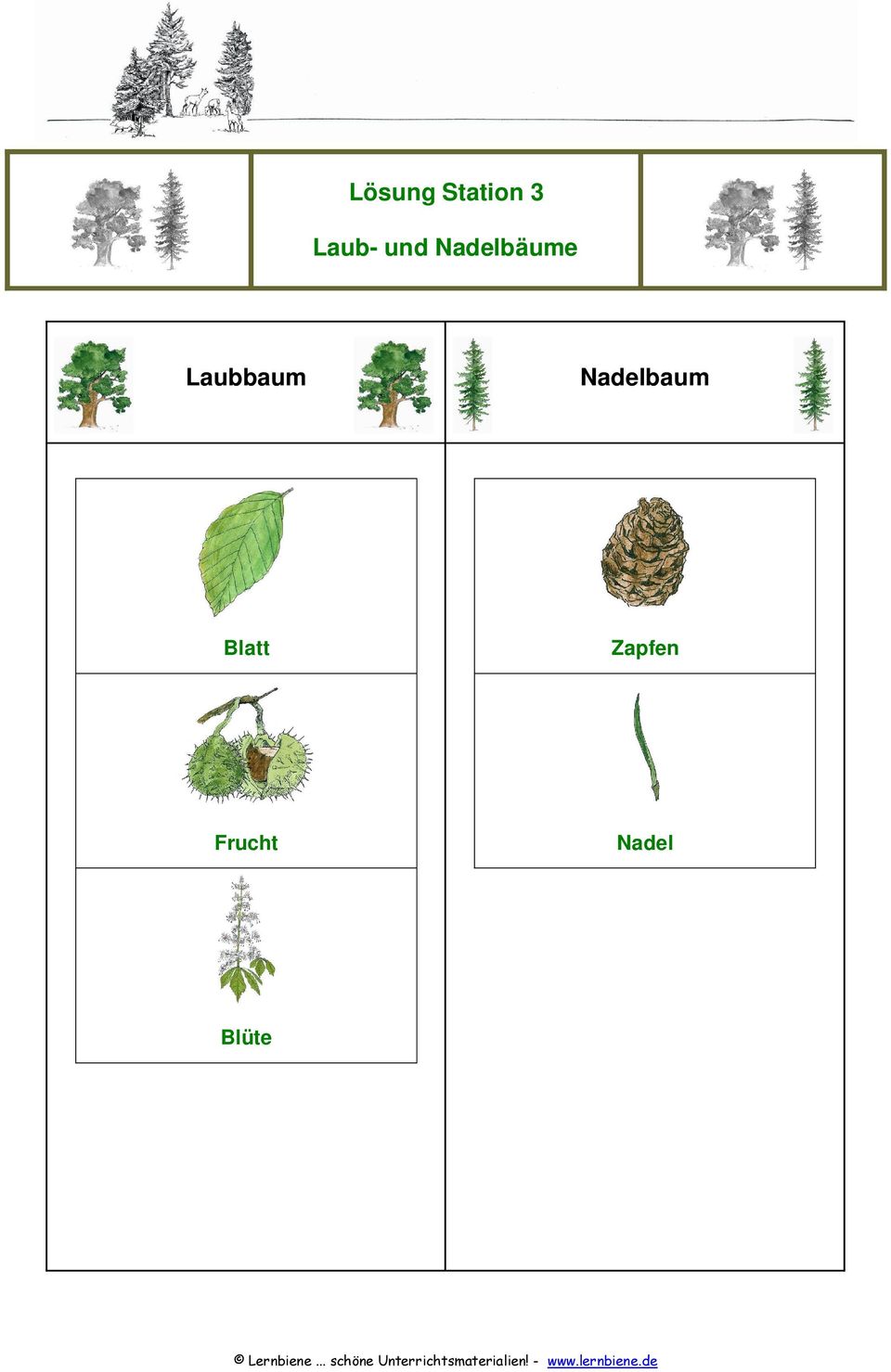 Laubbaum Nadelbaum