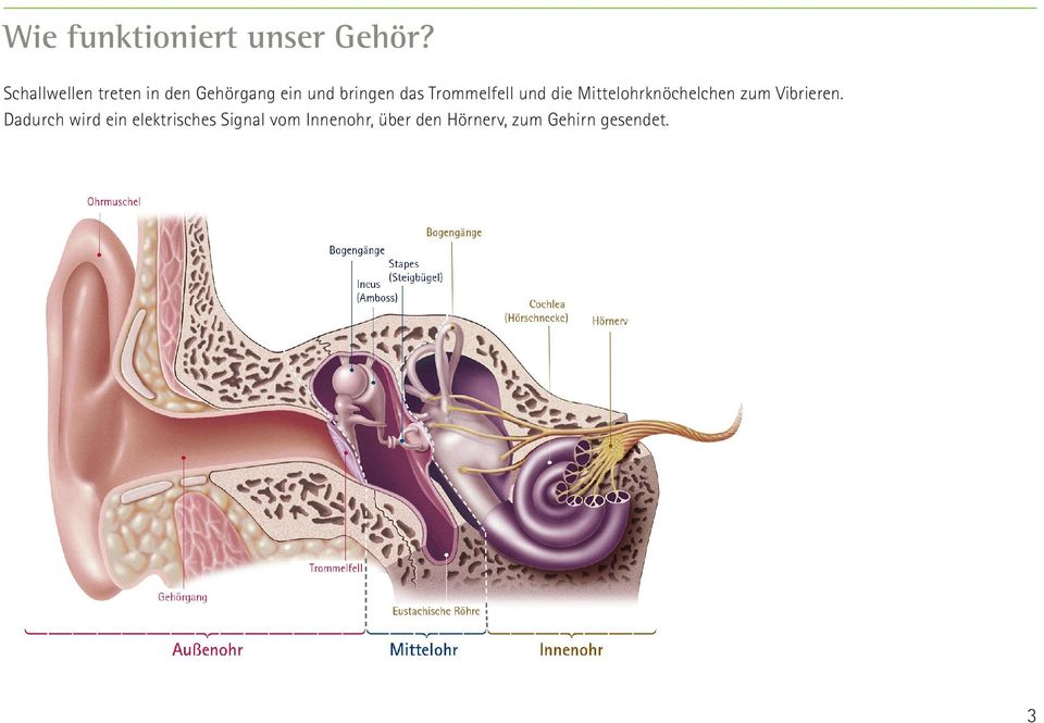 Trommelfell und die Mittelohrknöchelchen zum Vibrieren.