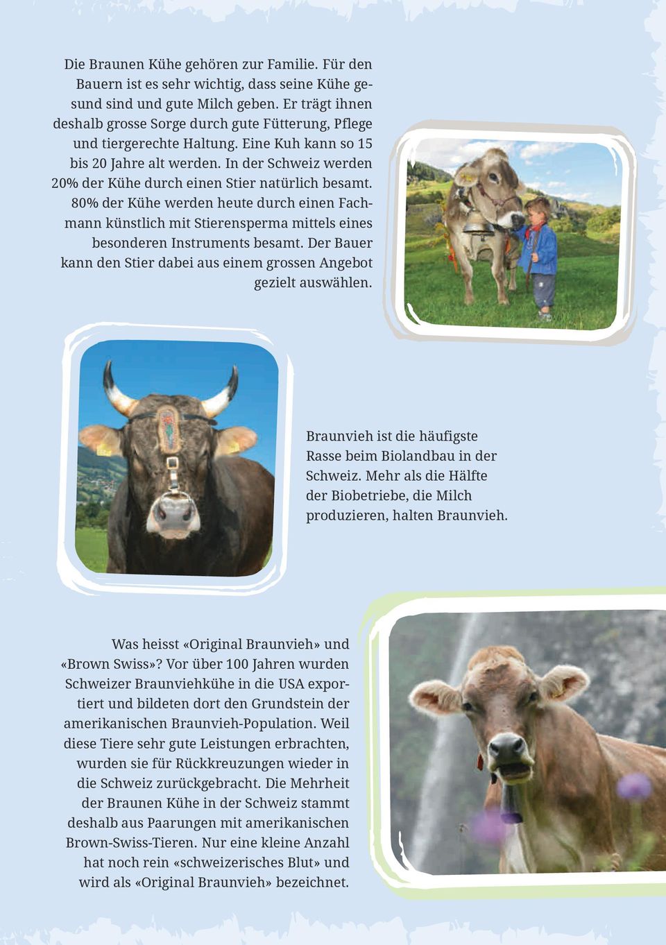 In der Schweiz werden 20% der Kühe durch einen Stier natürlich besamt. 80% der Kühe werden heute durch einen Fachmann künstlich mit Stierensperma mittels eines besonderen Instruments besamt.
