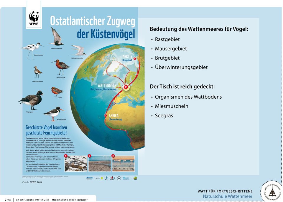 dänisch-deutsch-niederländischen Nordseeküste ist für Vögel extrem wichtig. Rund 10 Millionen Watvögel, Gänse, Enten, Möwen und Seeschwalben leben hier.