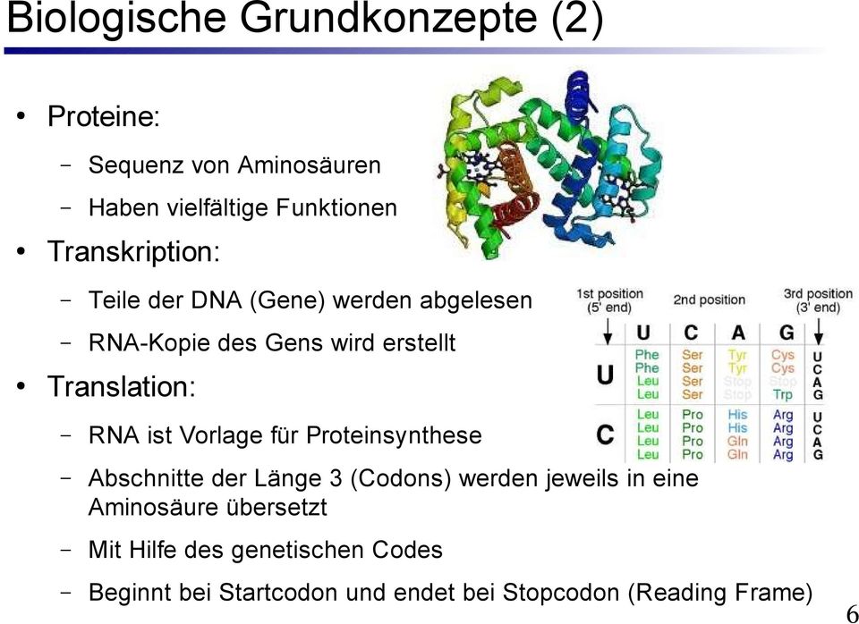 RNA ist Vorlage für Proteinsynthese Abschnitte der Länge 3 (Codons) werden jeweils in eine