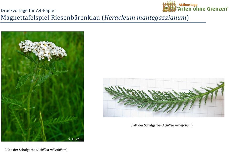 Schafgarbe (Achillea millefolium) H.