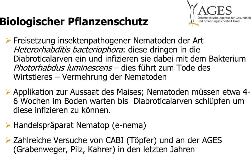 Nematoden Applikation zur Aussaat des Maises; Nematoden müssen etwa 4-6 Wochen im Boden warten bis Diabroticalarven schlüpfen um diese