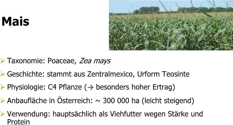 besonders hoher Ertrag) Anbaufläche in Österreich: ~ 300 000 ha