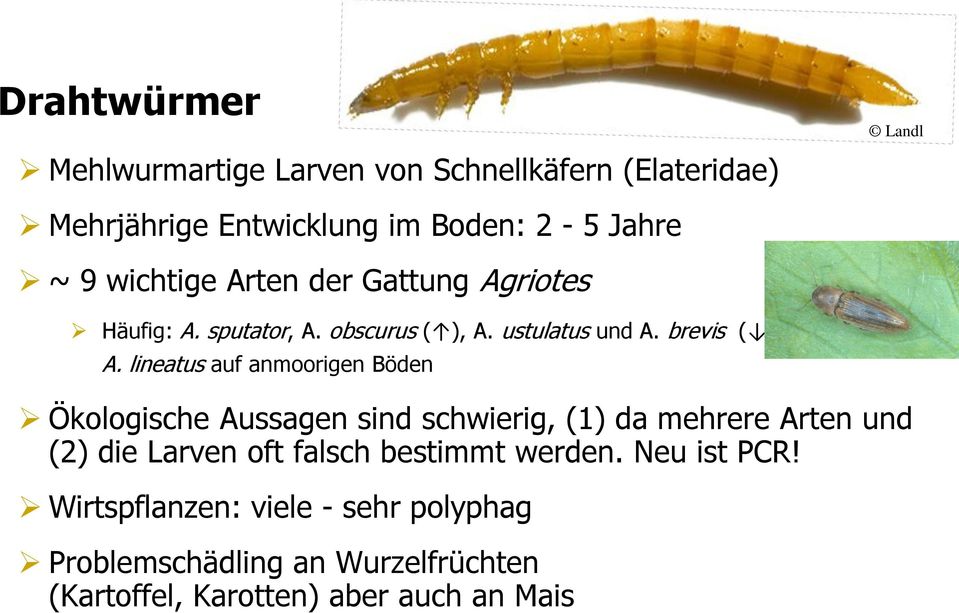 lineatus auf anmoorigen Böden Ökologische Aussagen sind schwierig, (1) da mehrere Arten und (2) die Larven oft falsch