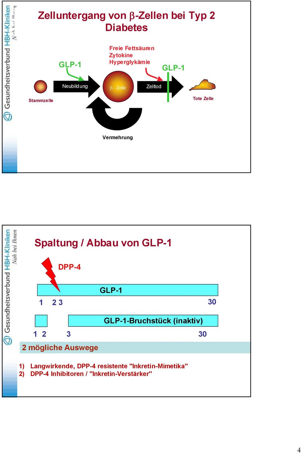 Abbau von GLP-1 DPP-4 GLP-1 1 2 3 30 GLP-1-Bruchstück (inaktiv) 1 2 3 30 2 mögliche