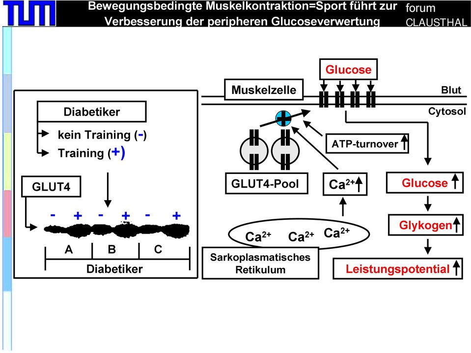 Glucose ATP-turnover Blut Cytosol GLUT4 0 - A B C + - + - + A B C Diabetiker