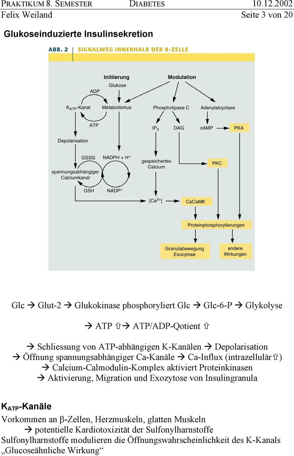 Calcium-Calmodulin-Komplex aktiviert Proteinkinasen Aktivierung, Migration und Exozytose von Insulingranula K ATP -Kanäle Vorkommen an β-zellen,