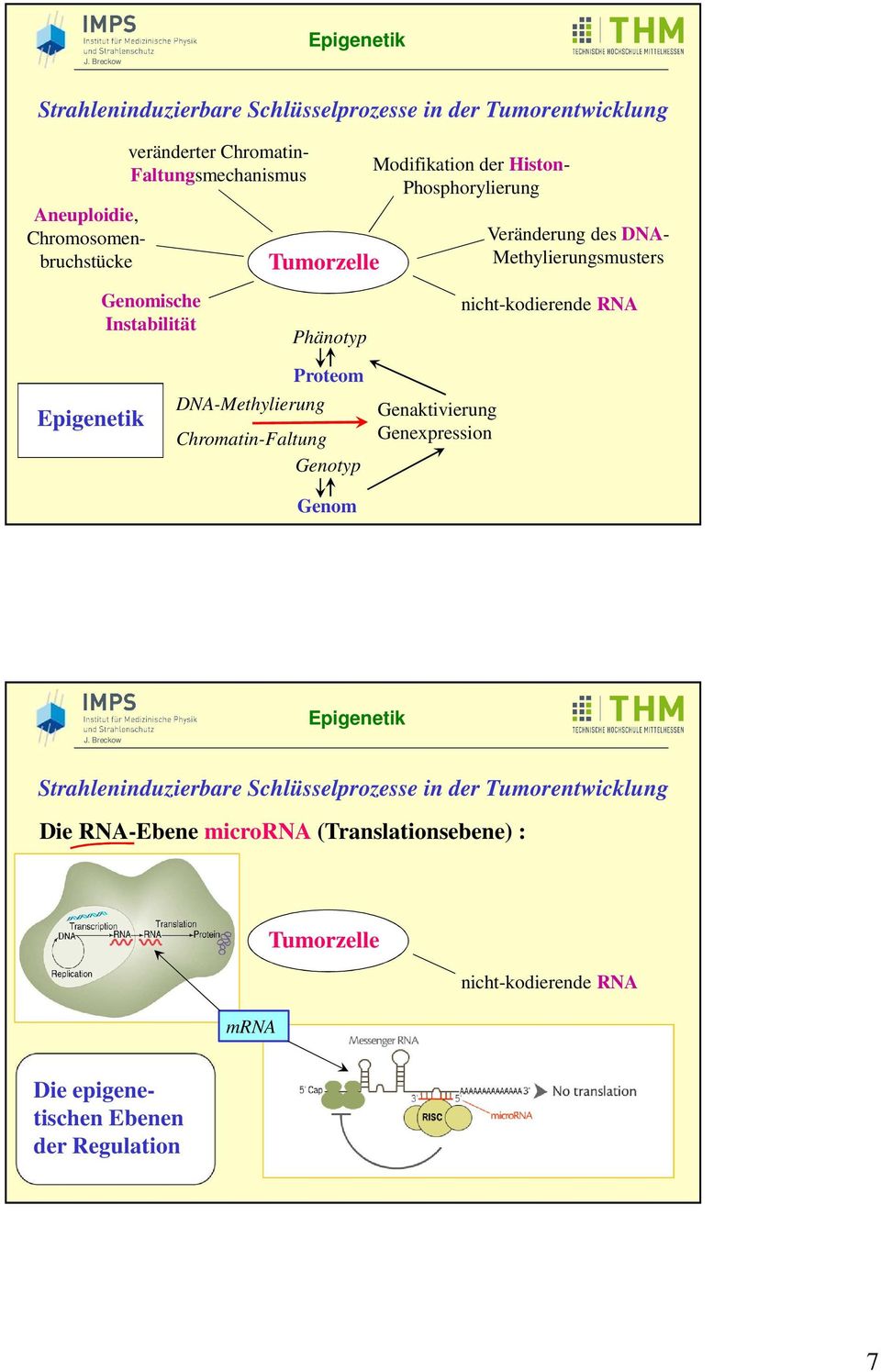 Methylierungsmusters nicht-kodierende RN Proteom DN-Methylierung hromatin-faltung enotyp enom enaktivierung enexpression