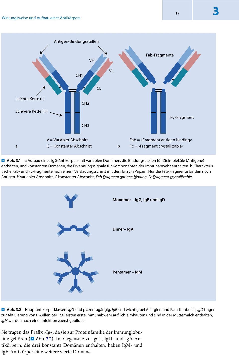 1 a Aufbau eines IgG-Antikörpers mit variablen Domänen, die Bindungsstellen für Zielmoleküle (Antigene) enthalten, und konstanten Domänen, die Erkennungssignale für Komponenten der Immunabwehr