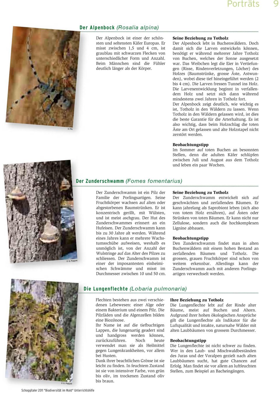 Seine Beziehung zu Totholz Der Alpenbock lebt in Buchenwäldern. Doch damit sich die Larven entwickeln können, benötigt er während mehrerer Jahre Totholz von Buchen, welches der Sonne ausgesetzt war.