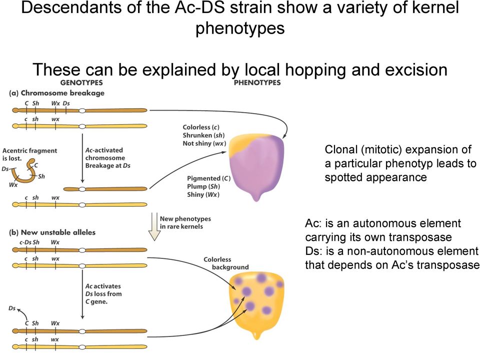 particular phenotyp leads to spotted appearance Ac: is an autonomous element