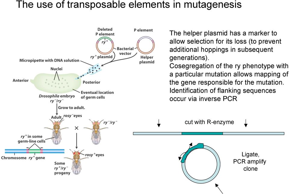 Cosegregation of the ry phenotype with a particular mutation allows mapping of the gene