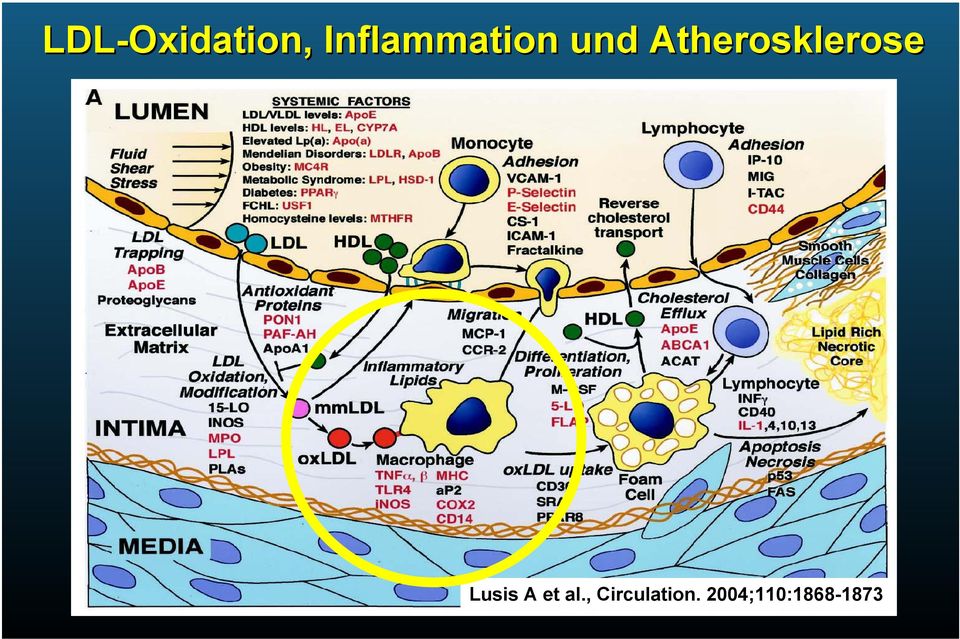 Atherosklerose Lusis A