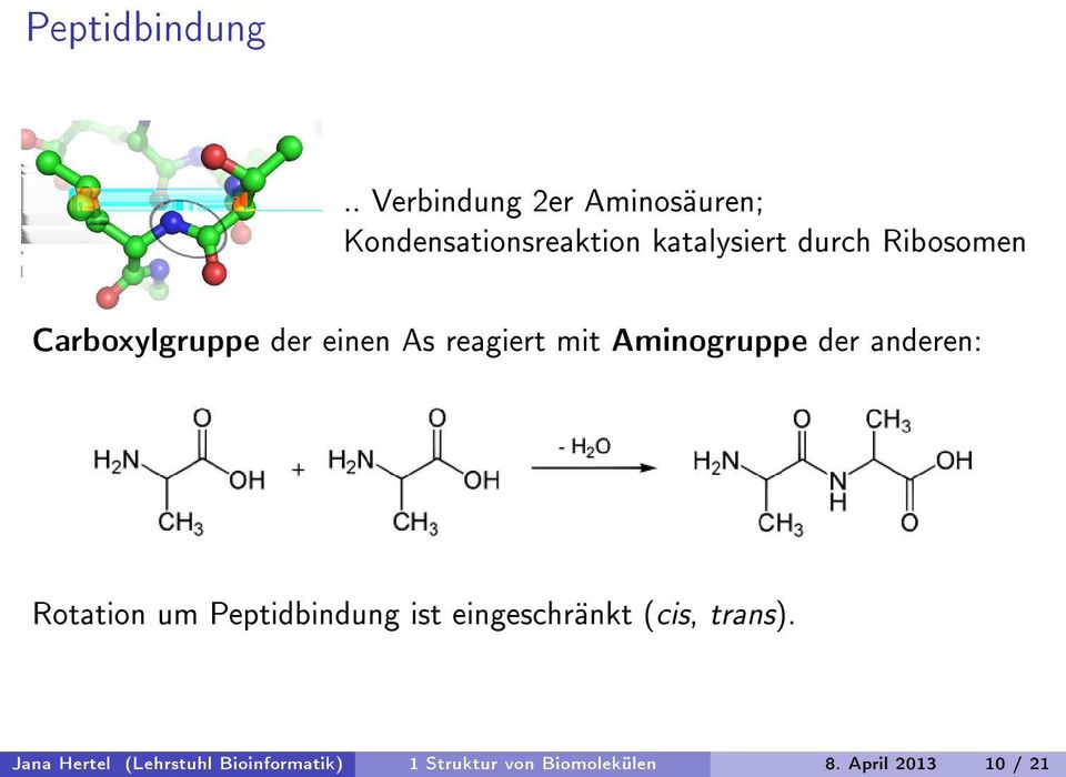 Ribosomen Carboxylgruppe der einen As reagiert mit Aminogruppe der anderen: