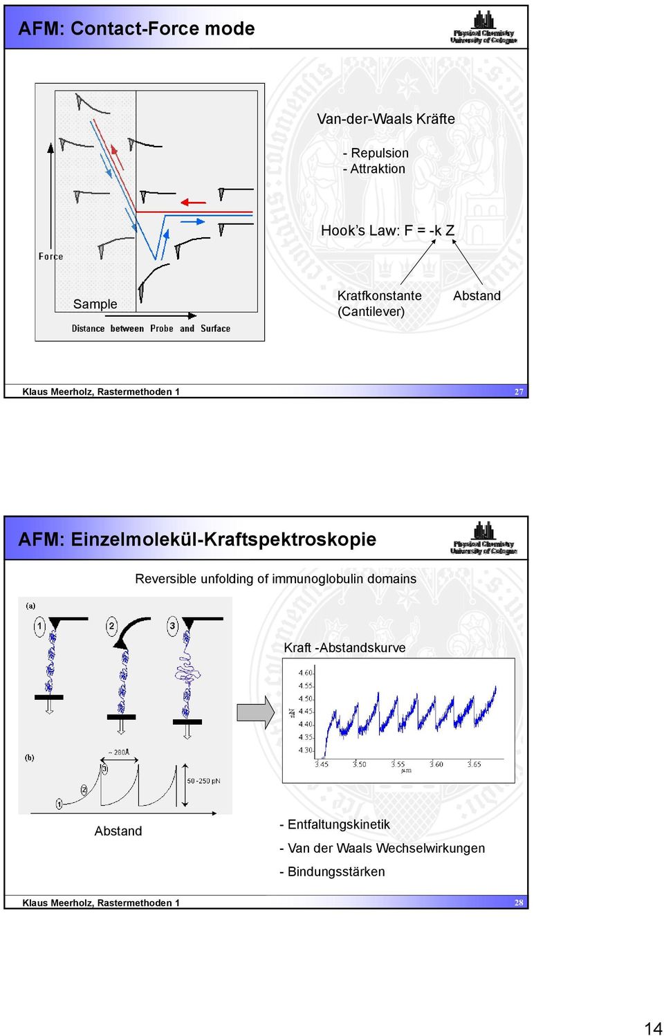 Einzelmolekül-Kraftspektroskopie Reversible unfolding of immunoglobulin domains Kraft
