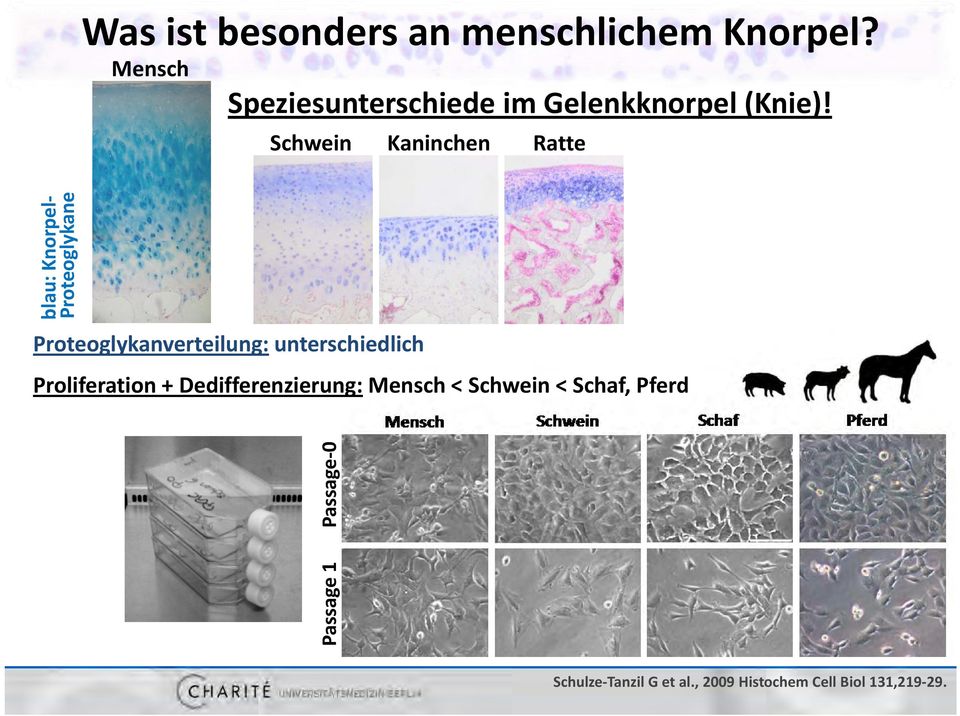 Schwein Kaninchen Ratte blau: Knorpel Proteo oglykane Proteoglykanverteilung:
